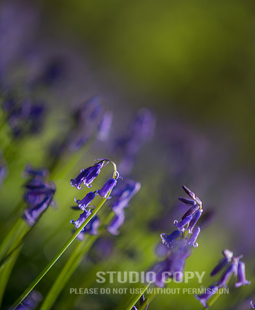CDR_04202016_0843-Hallerbos