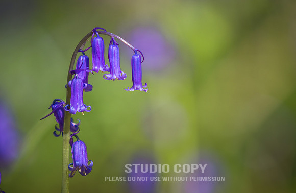CDR_04202016_1030_hallerbos