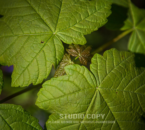CDR_04202016_1080_hallerbos