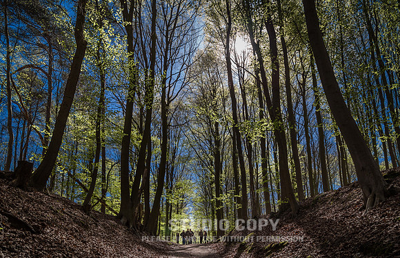 CDR_04202016_1112_hallerbos