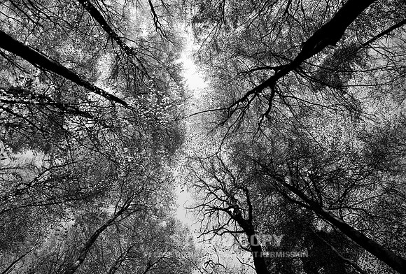 CDR_04202016_1117_hallerbos