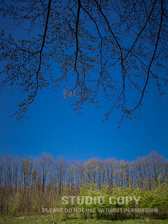 CDR_04202016_1190_hallerbos