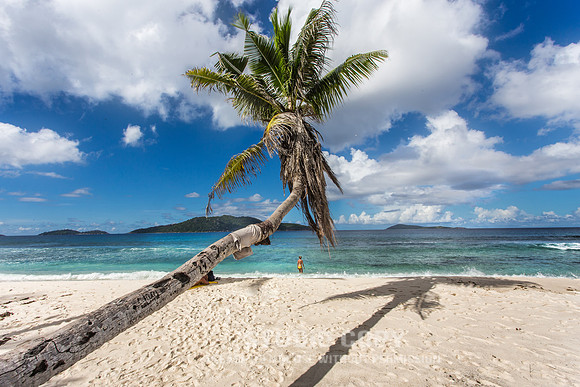 CDR_04292014_0573 La Digue Coconut Tree