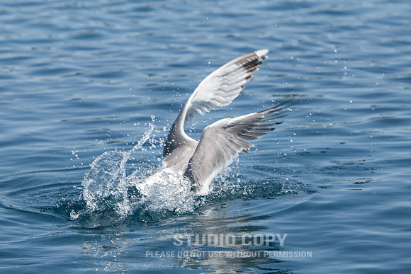 CDR_06082014_0455_sailing