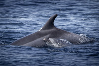 Dolphins, Whales, Fish GALLERY