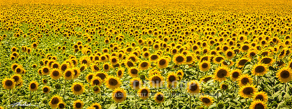 CDR_06142016_1136-sunflower-fields