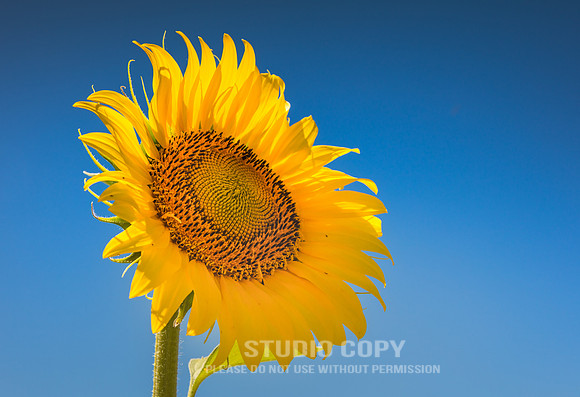 CDR_06142016_1147_sunflowers spain