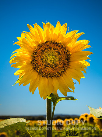 CDR_06142016_1160_sunflowers spain