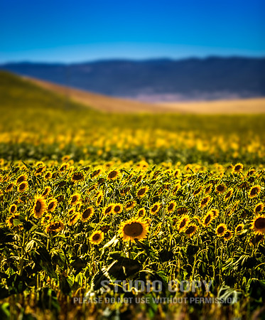 CDR_06142016_1220 (1) sunflowers