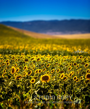 CDR_06142016_1220-(1)-sunflowers