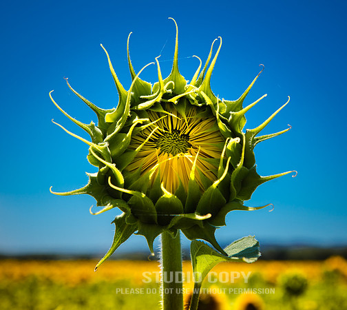 CDR_06142016_1856_sunflowers