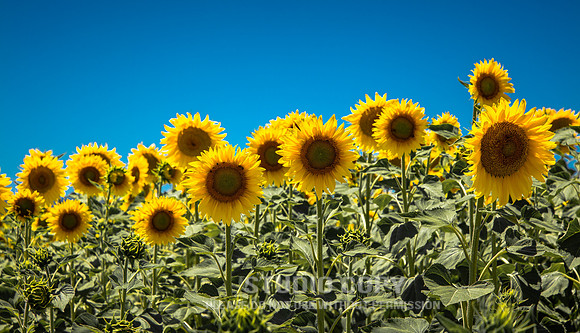CDR_06142016_1875_sunflowers