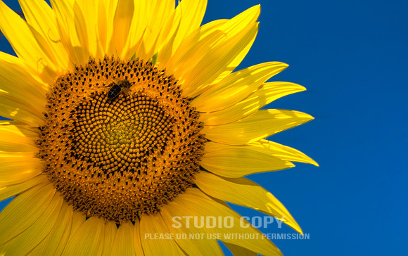 CDR_06172016_2262_sunflowers