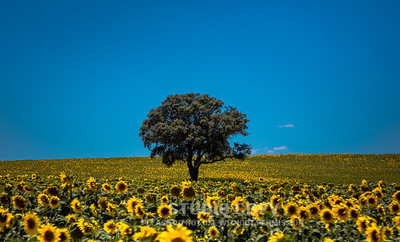 CDR_06172016_2268_sunflowers