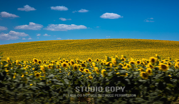 CDR_06172016_2274_sunflowers