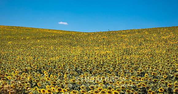 CDR_06172016_2309_sunflowers