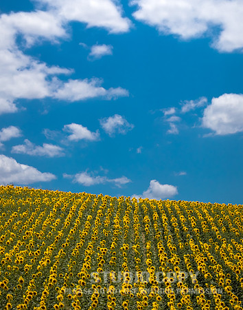 CDR_06172016_2346_sunflowers