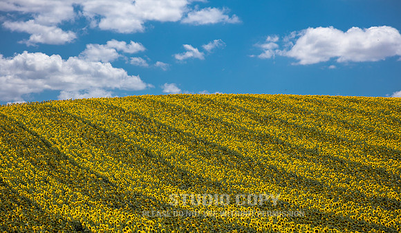CDR_06172016_2359_sunflowers