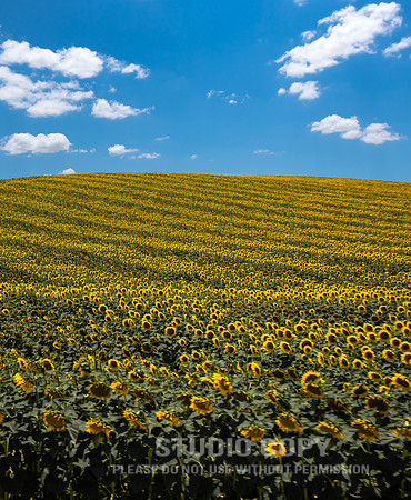 CDR_06172016_2361_sunflowers