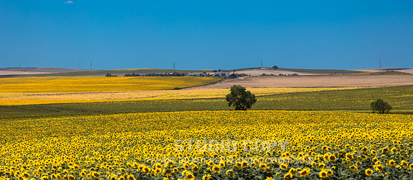 CDR_06172016_2378_sunflowers