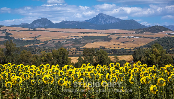 CDR_06172016_2499_sunflowers