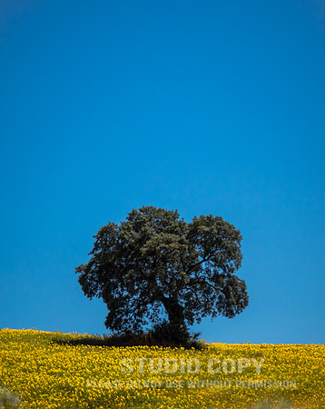 CDR_06172016_2574_sunflowers