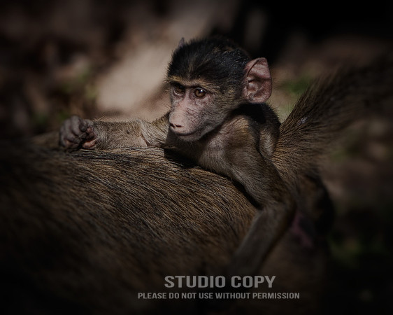 CDR_08222013_0326-Baby-Monkey