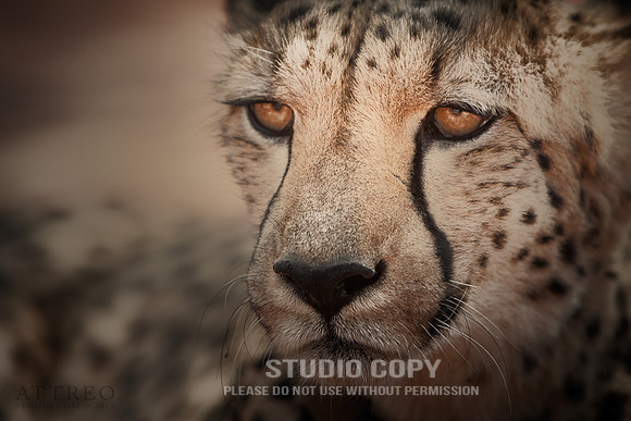 CDR_08232013_0271-Cheetah