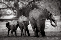 Elephants GALLERY