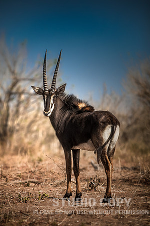 CDR_08272013_1350 Sable Antelope