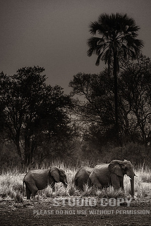 CDR_08302013_1033 elephants of the Zambezi River