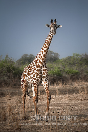 CDR_09042013_0917 Giraffe