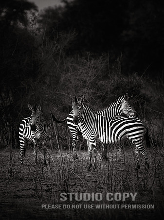 CDR_09042013_0955 zebras
