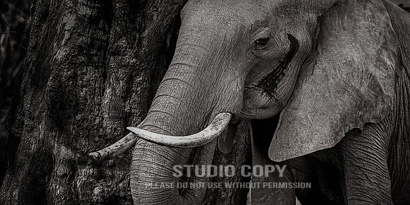 CDR_09052013_0234 elephant