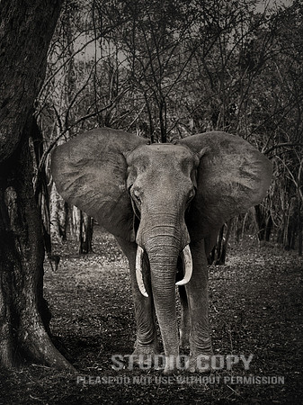CDR_09052013_0258 Lone Elephant v2