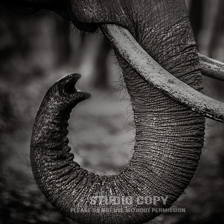 CDR_09052013_0273 Elephant Trunk