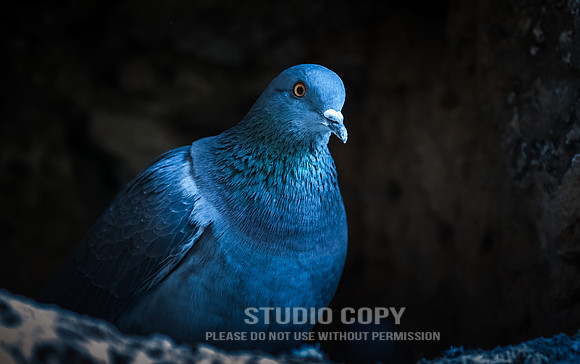 CDR_02062019_0406_Day1