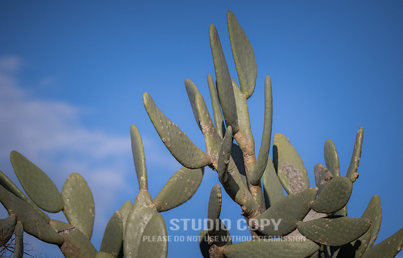 CDR_02092019_0788_Day4