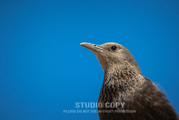 CDR_02132019_1345_Day8