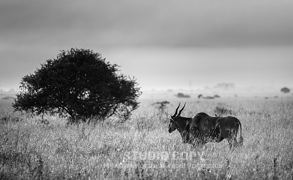 CDR_06232019_0174