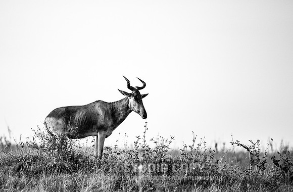 CDR_06232019_0319