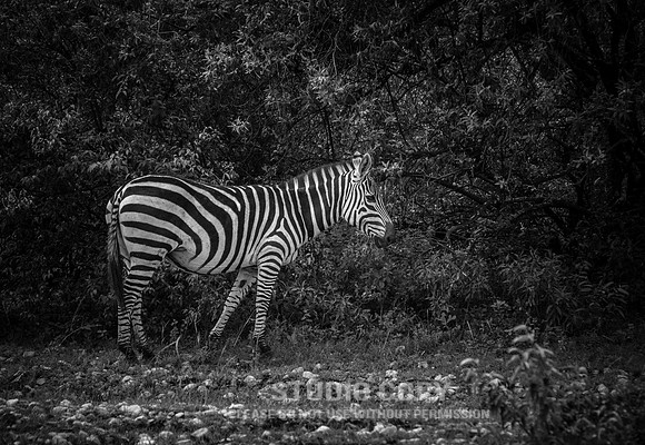CDR_06242019_0179