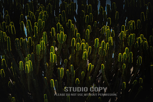 CDR_06242019_0283