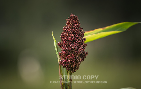 CDR_06252019_0176