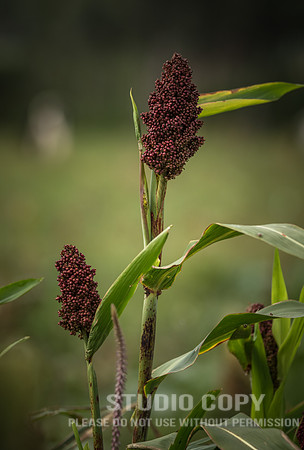 CDR_06252019_0177