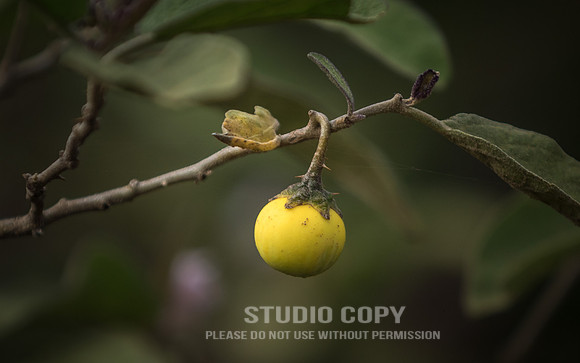 CDR_06252019_0180