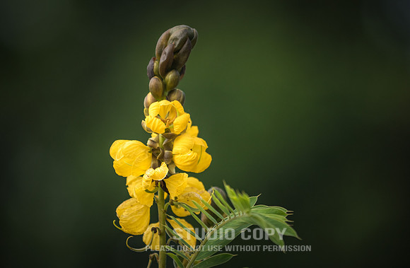 CDR_06252019_0196