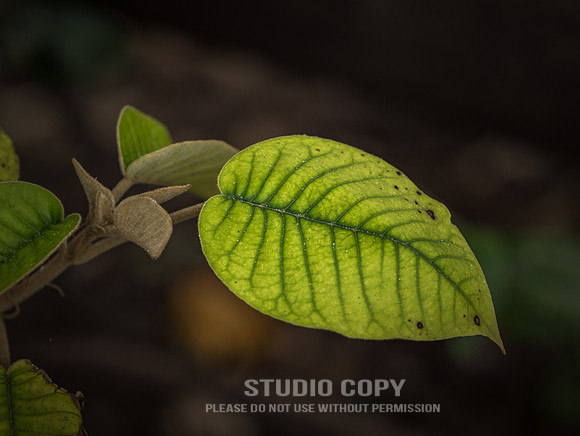 CDR_06252019_0273