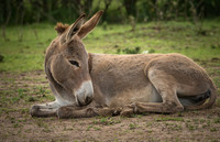 Donkeys GALLERY