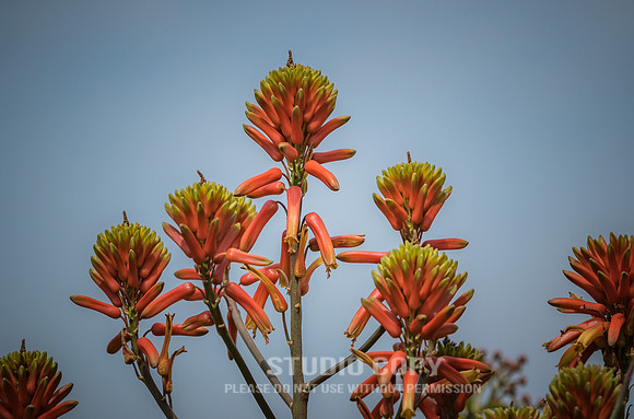 CDR_06252019_0593